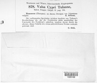 Valsa cypri image